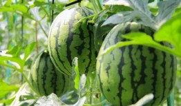 网红吃瓜资料免费,揭秘娱乐圈幕后真相